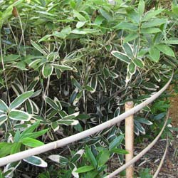 Bambou Sasa veitchii